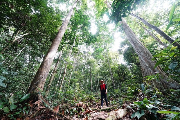 The Tomawankng Ompu' communal forest. (Photo: https://www.thejakartapost.com/)