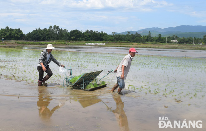Các hộ nông dân sử dụng máy cấy lúa hữu cơ loại kéo bằng tay trên cánh đồng thôn An Trạch, xã Hòa Tiến, huyện Hòa Vang. Ảnh: HOÀNG HIỆP