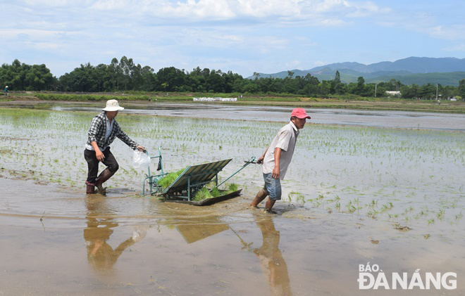 Farmers using the rice transplanter on the organic paddy field in Hoa Vang District