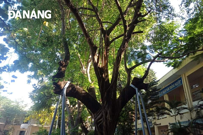 Trường THPT Hòa Vang dùng chạc ba bảo vệ cây cổ thụ trong trường học. Ảnh: NGỌC PHÚ