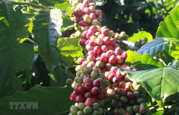 High-quality items of Viet Nam such as cashew, tea and coffee, will benefit from the EVFTA (Photo: VNA)