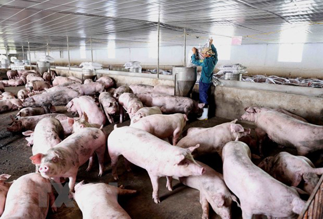  Chăm sóc đàn lợn thịt tại trang trại. (Ảnh: Vũ Sinh/TTXVN)