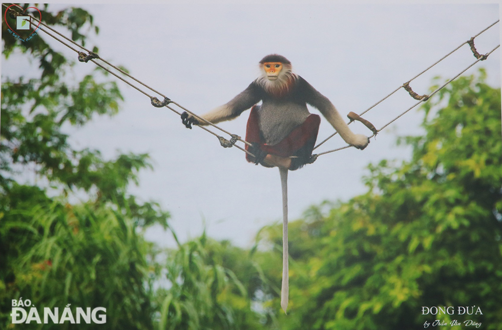 An image of a red-shanked douc langur on the Son Tra Peninsula