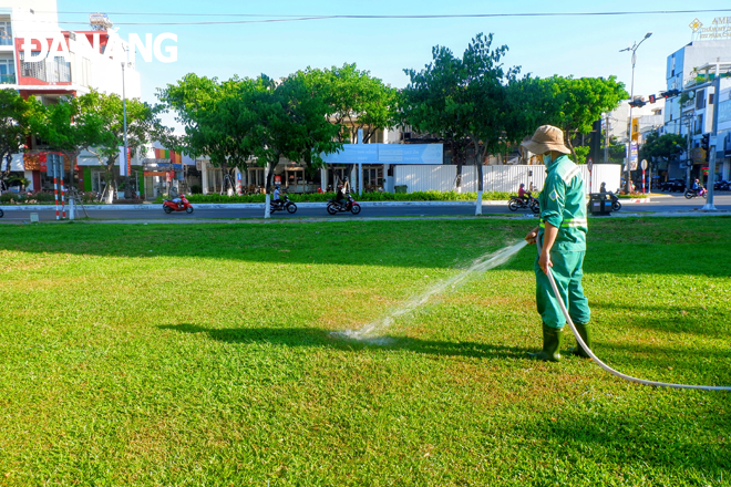 Công nhân Công ty Công viên - Cây xanh Đà Nẵng tưới nước cho thảm cỏ ven tuyến đường Nguyễn Văn Linh, quận Hải Châu. Ảnh: MAI HIỀN