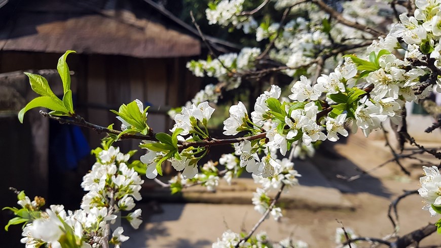 Hoa mận nở mỗi độ xuân về. (Ảnh: Phan Tuấn Anh/TTXVN)