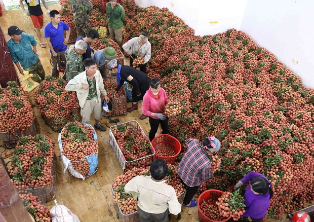 Cơ sở thu mua vải thiều Cương Hoài, xã Phượng Sơn, huyện Lục Ngạn mỗi ngày thu mua khoảng 50 tấn quả vải tươi, phục vụ thị trường trong nước và xuất khẩu sang thị trường Trung Quốc. (Ảnh: Vũ Sinh/TTXVN)