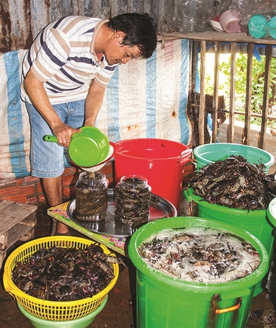 The traditional craft of making ba khia (three-striped crab) sauce in Ca Mau province has been recognised as National Intangible Cultural Heritage. (Photo: baodantoc.vn)