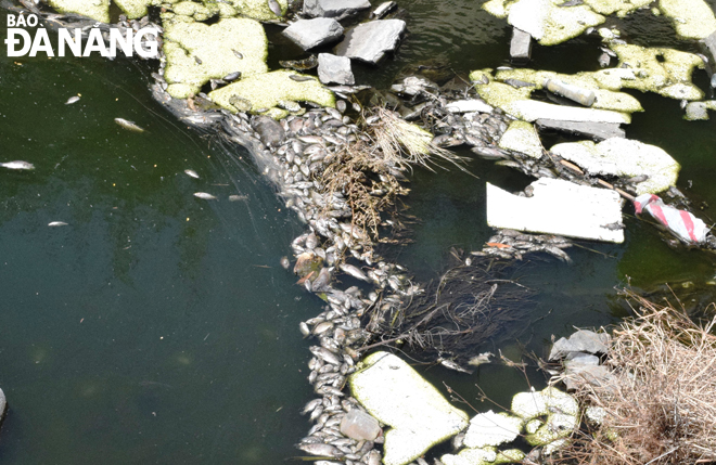 Cá chết rải rác trên kênh Hòa Minh