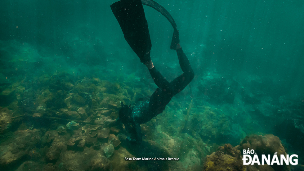 The Sasa rescuers soaking in very cold seawater to clean up coral nurseries and place reef substrates on sandy, underwater plains.