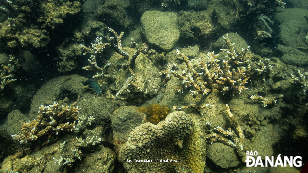 Dying corals are brought to life by the Sasa marine life rescuers .