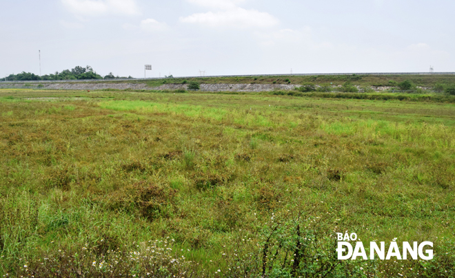 Nhiều thửa ruộng ven đường cao tốc Đà Nẵng - Quảng Ngãi đang bị bỏ hoang cho cỏ mọc, phải đầu tư chi phí lớn để cải tạo đất hoặc chuyển đổi sản xuất. Ảnh: HOÀNG HIỆP