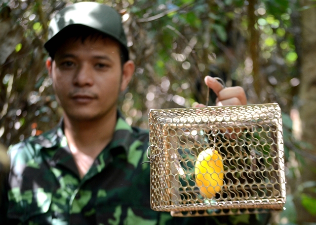 A forest ranger shows a cage trap found in Sơn Trà Forest. VNA/VNS Photo