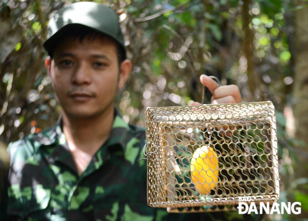 Here is a cage trap found in the Son Tra forest.