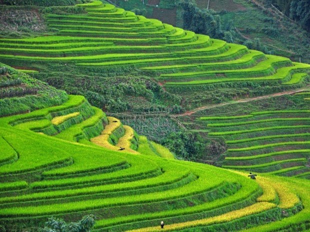 Sapa is located in the far north, surrounded by dramatic beauty with its world-famous rice paddies, says US travel site TripstoDiscover. (Photo: TripstoDiscover)