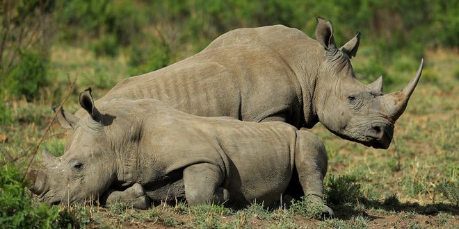Tê giác trắng ở Công viên quốc gia Pilanesberg tại Nam Phi.  Ảnh: Getty Images