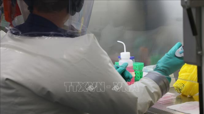 Các nhà khoa học kiểm tra vaccine phòng COVID-19 tại phòng thí nghiệm ở Geelong, Australia, ngày 2/4/2020. Ảnh: THX/TTXVN