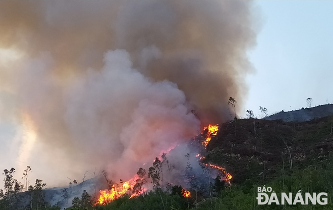 Đám cháy xảy ra ở rừng trồng thuộc tiểu khu 41S, xã Hòa Sơn, huyện Hòa Vang. Ảnh: HOÀNG HIỆP