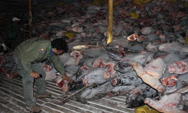 Tàu cá Fu Yuan Yu Leng 999 của Trung Quốc bị bắt tại khu bảo tồn biển Galápagos với khoảng 300 tấn sinh vật biển, chủ yếu là cá mập vào năm 2017. (Ảnh: Archivo Parque Nacional Galápagos)