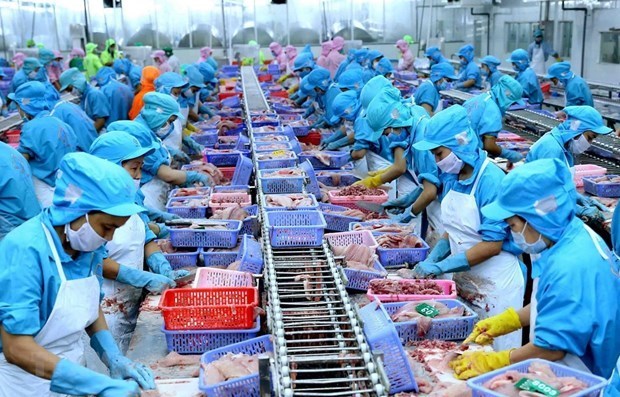 Processing tra fish for export (Photo: VNA)