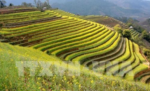 Mu Cang Chai terraced fields (Photo: VNA)