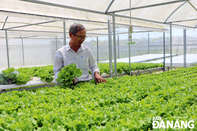 Producing organic vegetables at the Hoa Vang District-based Tuy Loan Cooperative