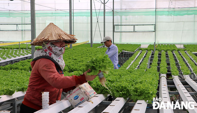 Hi-tech agriculture has attracted the active participation of the private economic sector.  Farmers are pictured harvesting hydroponic lettuce at GreenTech Farm located in Hoa Khuong commune, Hoa Vang District