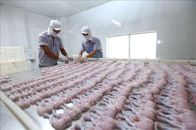 Frog legs processed for export at Tân Thành Lợi Company, Long An Province. Việt Nam's agro-forestry-fishery exports totalled $26.1 billion in the first eight months of this year. — VNA/VNS Photo Danh Lam