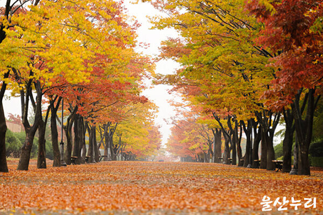 10 địa điểm nên ghé thăm khi đến thành phố Ulsan, Hàn Quốc