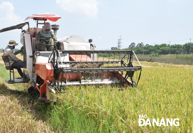 Những năm qua, thành phố đã hỗ trợ gần 5 tỷ đồng cho cơ giới hóa nông nghiệp, nâng tỷ lệ cơ giới hóa khâu làm đất và thu hoạch lúa lên 95%.  Ảnh: HOÀNG HIỆP