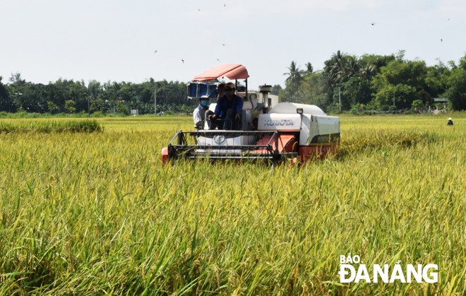 Nông dân xã Hòa Châu thu hoạch lúa giống VNR20 cho năng suất cao. Ảnh: HOÀNG HIỆP