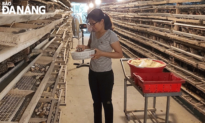 Trang trại nuôi chim cút của chị Lê Thị Yến có khoảng 10.000 con giống, mang lại thu nhập khoảng 7 triệu đồng/tháng. Ảnh: X.Đ