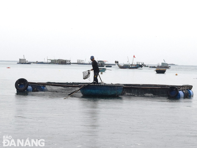 Người dân đang khẩn trương thu hoạch cá trên các lồng bè để tránh bị thiệt hại hoàn toàn. Ảnh: HOÀNG HIỆP