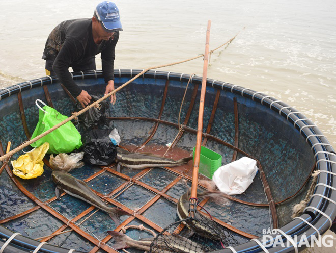 Dù giá cá thấp hơn so với ngày thường nhưng nhiều người nuôi cá lồng bè vẫn bán cá để tránh bị thiệt hại hoàn toàn. Ảnh: HOÀNG HIỆP