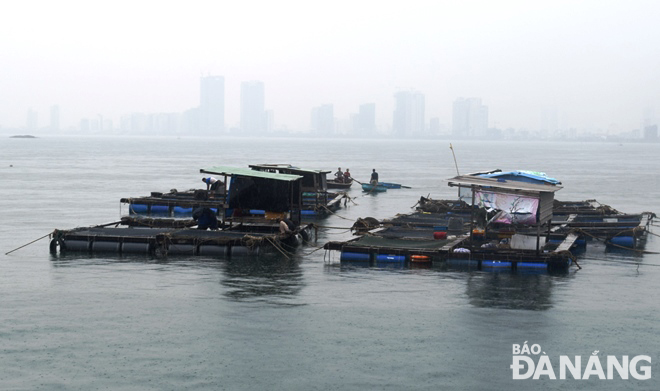 Một số lồng bè có cá nhỏ, không thu hoạch được, đã được di dời đến neo đậu gần cầu cảng CT.15, phường Thọ Quang để giảm thiệt hại. Ảnh: HOÀNG HIỆP