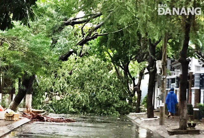 Cây xanh ngã đổ trên đường Nguyễn Trác. Ảnh: HOÀNG HIỆP