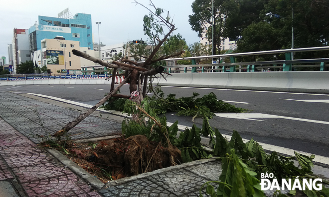An uprooted tree on Tran Phu Street 