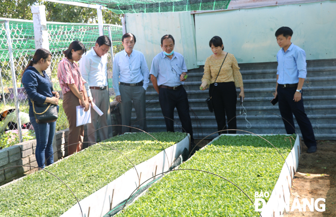 Staff from Da Nang Department of Agriculture and Rural Development visiting a farm where chrysanthemums are grown from tissue culture in Cam Le District’s Hoa Phat Ward.