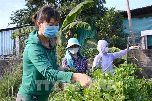 Members of Chơn Tam 1A6 Women's Union, Đà Nẵng City, harvest vegetables for lunch.