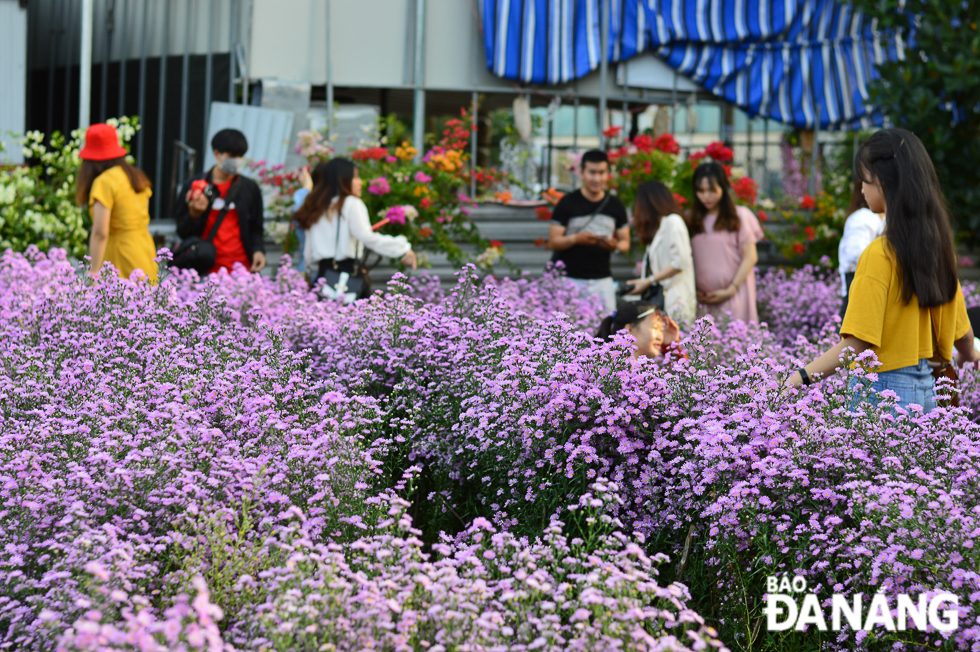 Since June, the Cam Le District chapter of the Da Nang Farmers' Association has grown  heather plants on a 350m2 garden on Ha Tong Quyen Street at a total cost of 60 million VND.