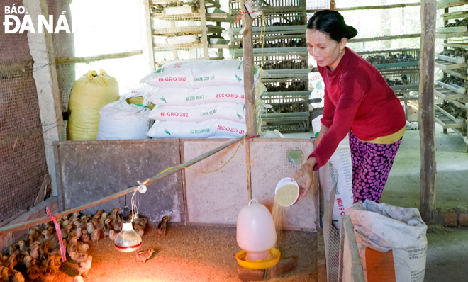 Với số tiền lãi kiếm được từ việc bán trứng cút, gia đình bà Phan Thị Ba (thôn Hòa Khương Tây) mua thêm gà giống về nuôi. Nhờ đó, gia đình bà thoát nghèo, đời sống được cải thiện về nhiều mặt.  Ảnh: MAI HIỀN	