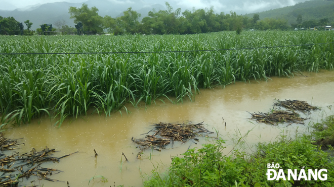 Many sugarcane fields in Hoi Yen and Nam Yen villages, Hoa Bac Commune heavily flooded