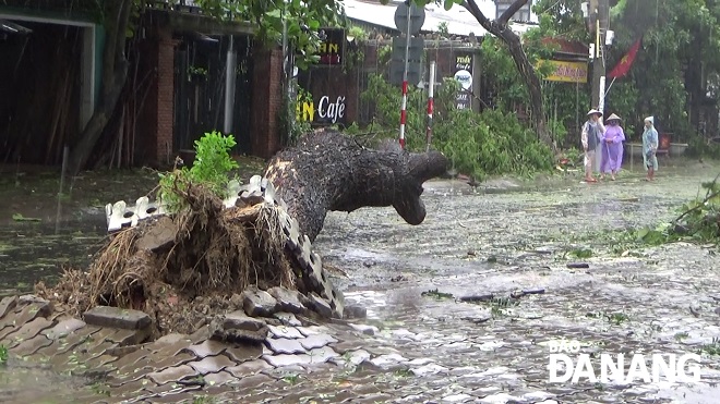 An uprooted tree in flooded Tuy Loan Dong Village, Hoa Phong Commune, Hoa Vang District