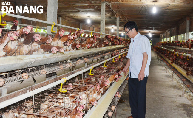 Ông Nguyễn Văn Liệu ở phường Hòa Thọ Tây (quận Cẩm Lệ) trong một trại nuôi gà công nghiệp của ông.      		                                  Ảnh: LÊ VĂN THƠM