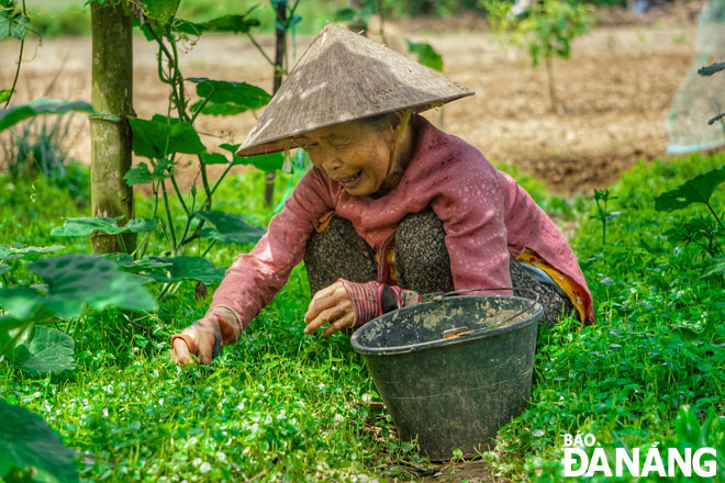 Người dân xã Hòa Châu chăm sóc vùng rau sạch mang lại nguồn thu nhập cho gia đình.  Ảnh: DIỆP TRẦN NGUYỄN