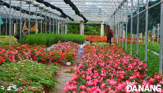 Một vườn hoa tại Hợp tác xã hoa, cây cảnh Vân Dương (xã Hòa Liên, huyện Hòa Vang). Ảnh: XUÂN SƠN