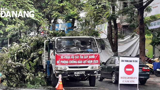 Pruning the branches of trees alongside streets in An Thuong tourist quarter, My An Ward, Son Tra District in preparation for the arrival of the storm