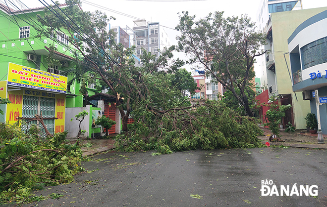 Do ảnh hưởng của bão số 9, nhiều cây xanh ngã đổ gây ra sự cố về điện. TRONG ẢNH: Cây xanh ngã đổ tại đường Lê Bình (phường An Hải Bắc). Ảnh: VĂN HOÀNG