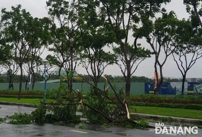 Branches of trees along Nguyen SInh Sac Street in Lien Chieu District falling down due to the stormy winds