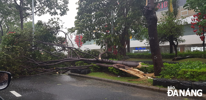  Many fallen trees along streets and power cuts reported in many parts of Son Tra District Hai Bac Ward 