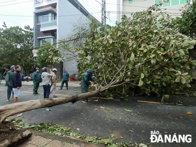 Lực lượng chức năng xử lý một cây ngã đổ trên đường Trần Quý Cáp. Ảnh: XUÂN SƠN